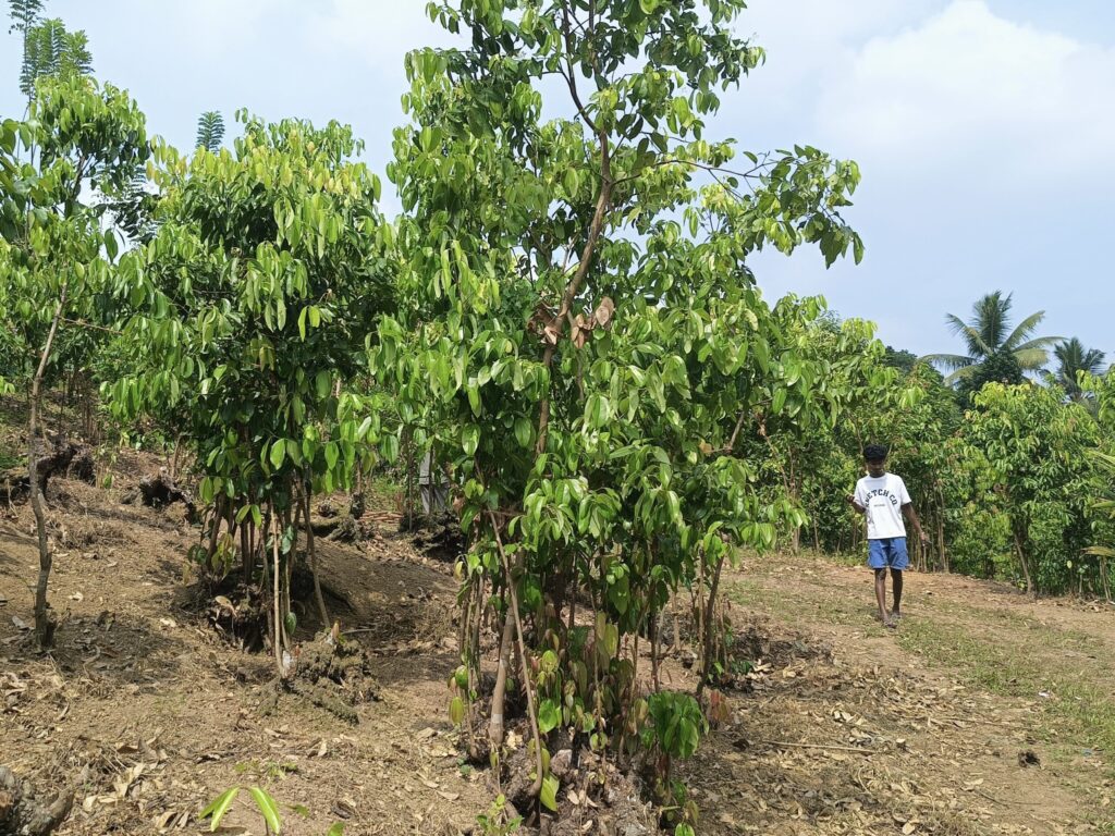 Tak&nbsp;rośnie cynamon. Od&nbsp;pędu po&nbsp;gotową przyprawę