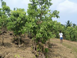 Tak rośnie cynamon. Od pędu po gotową przyprawę