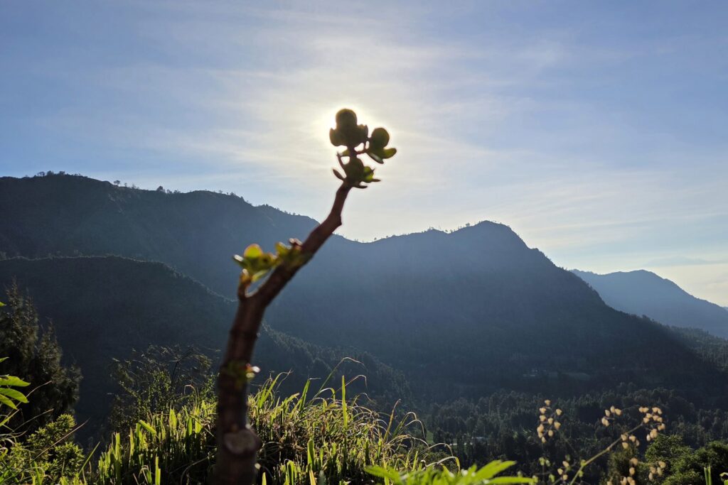 Roślina podświetlona porannym słońcem na zboczu w okolicy Bromo
